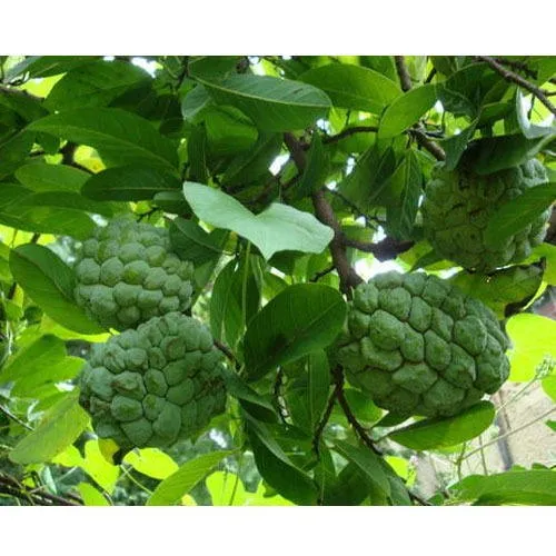 Fruit Plants