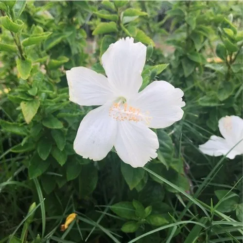 Hibiscus Plants