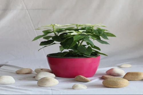 Flowering Plants