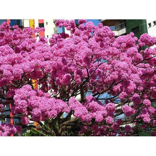 Road Side Trees
