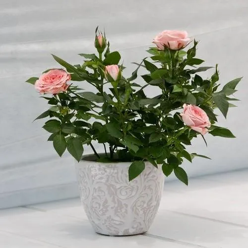 Rose Plants